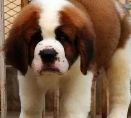 圣伯纳犬|日常毛发护理杜绝圣伯纳犬毛发稀疏问题