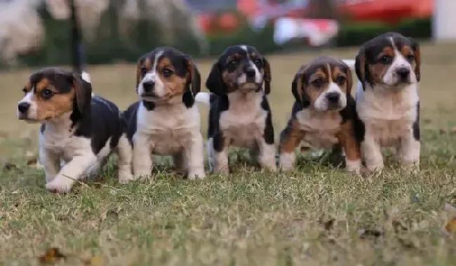 比格犬|日常生活调教比格犬需要哪些方法