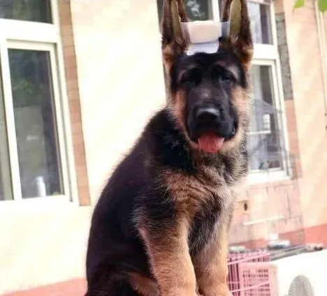 德国牧羊犬|固定的喂食与运动能够帮助德国牧羊犬减肥