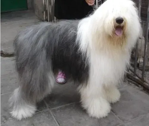 古代牧羊犬|引起古代牧羊犬干咳的原因