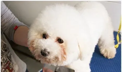 给狗狗美容多少钱 各个部位的美容价格 | 美容