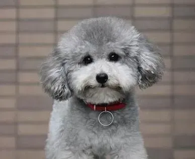 泰迪犬|泰迪犬身上很痒是什么原因，如何解决这个问题