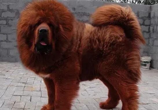 藏獒|什么样的藏獒寄养中心才是最好的选择