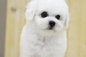 比熊犬|比熊犬拉果冻状便便带血丝是怎么回事
