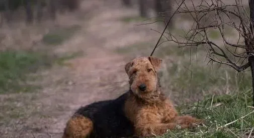 万能梗打猎怎么样 强壮且具有活用来猎水獭 | 万能梗