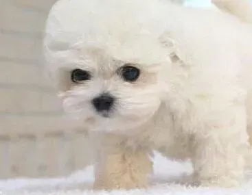 比熊犬|给比熊犬打疫苗学问大