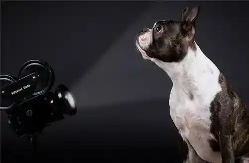 波士顿梗和法斗哪个好 波士顿梗和法斗的区别 | 波士顿梗