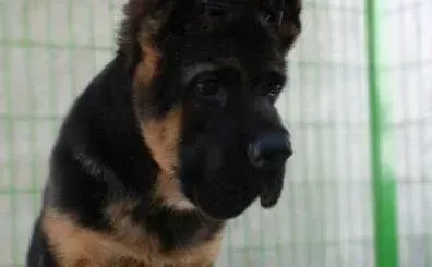 德国牧羊犬|德国牧羊犬发烧了，不吃东西应如何医治