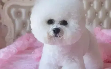 比熊犬|导致比熊犬身上出现皮屑的原因