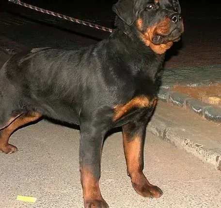 罗威纳犬|家有罗威纳犬，要备好哪些药物