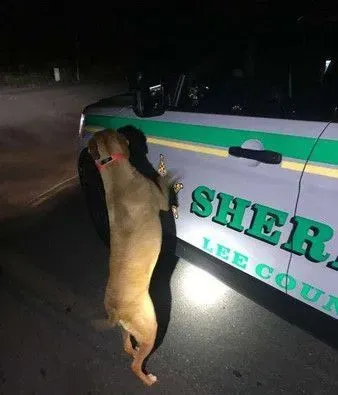 走失汪敲警车门寻求帮助 超暖警察半夜开车送回家 | 狗