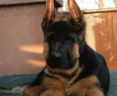 德国牧羊犬|德国牧羊犬怀孕第60天喘气厉害是不是要生了