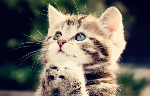  半夜猫叫 原因是猫咪有可能是到了发情期 | 猫