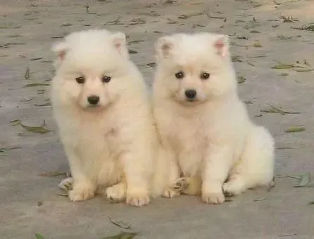 银狐犬|带你一起了解一下银狐幼犬的饮食问题