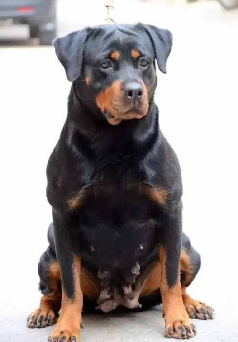 罗威纳犬|雌性罗威纳犬发情后几天交配成功率高
