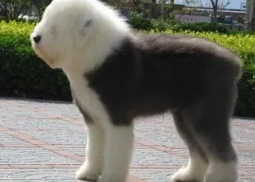 古代牧羊犬|古代牧羊犬患上细小应如何治疗