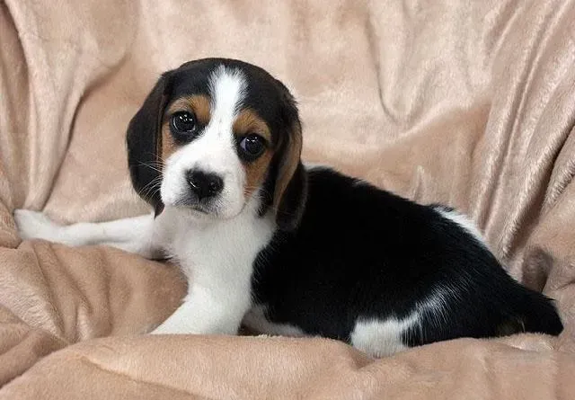 比格犬|比格犬最近有点拉稀还吐了需要用什么药