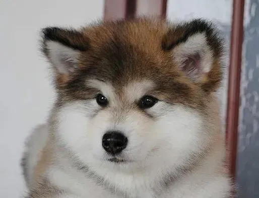 阿拉斯加犬|阿拉斯加犬又拉稀又呕吐是什么毛病