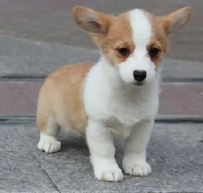 柯基犬|柯基犬最近有点拉稀，不吃饭如何是好