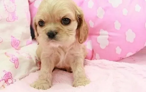 可卡犬|如何正确的锻炼出一只健康的可卡犬