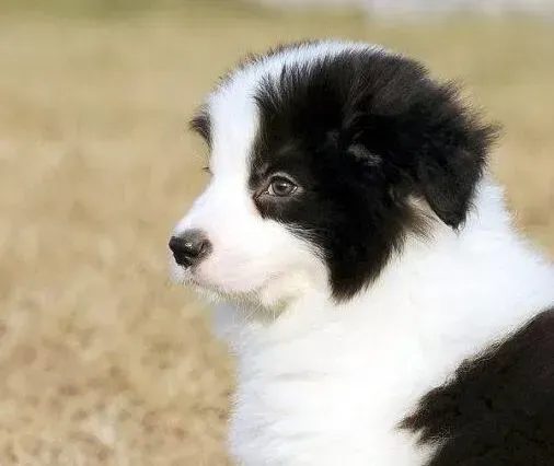 边境牧羊犬|饲养边境牧羊犬的错误观念包括哪些