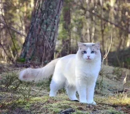 布偶猫会掉毛吗 布偶猫掉毛这种应对方法最有效 | 布偶猫
