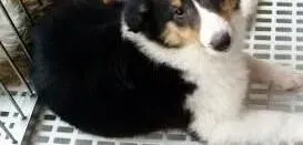 苏格兰牧羊犬|不要让苏格兰牧羊犬因为恐惧而变得具有攻击性