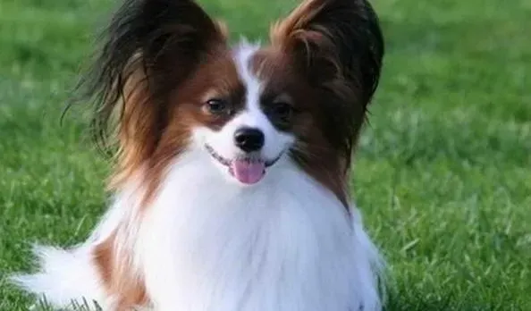 蝴蝶犬|生活小助手之轻松给蝴蝶犬完成修剪任务