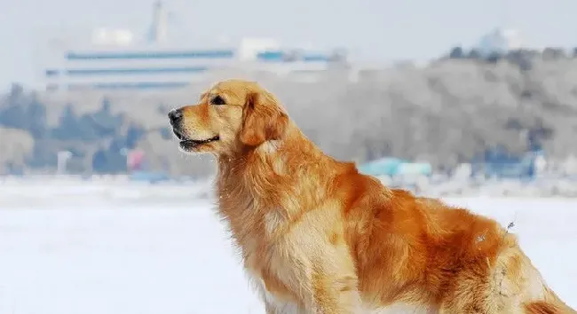 金毛犬和金毛寻回犬的区别 它们是一个品种 | 金毛