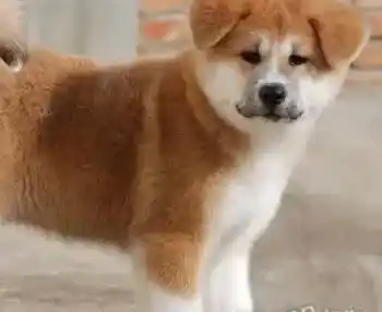 秋田犬|怎样为不知道如何饲养秋田犬的人提供帮助