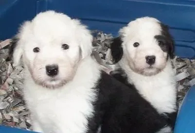 古代牧羊犬的养护常识 饮食营养搭配合理 | 古代牧羊犬