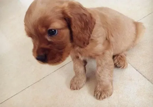 可卡犬|训练可卡犬拒绝吃陌生人给的食物的方法