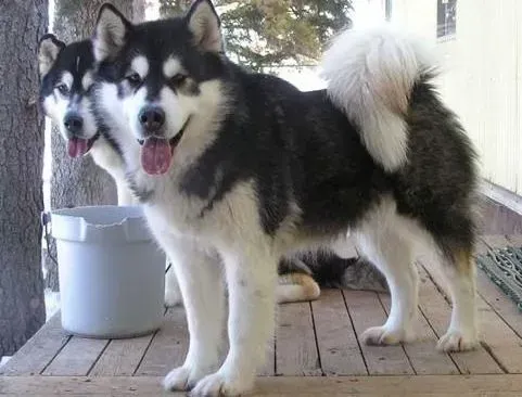 阿拉斯加犬|阿拉斯加雪橇犬的尾巴是怎样表达思想的