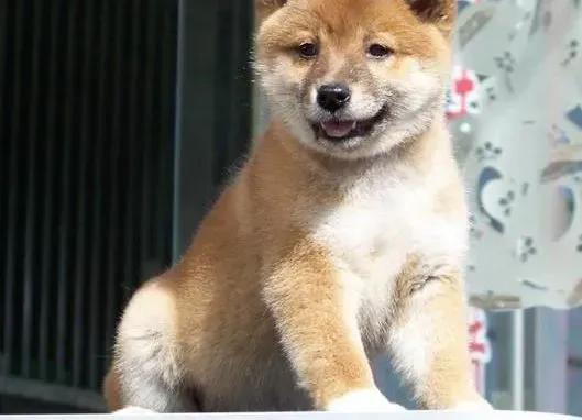 柴犬|柴犬患上细小刚康复，有点拉稀吃什么药