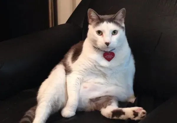 超专业的房仲猫咪 不仅接待客人还会陪签约 | 猫