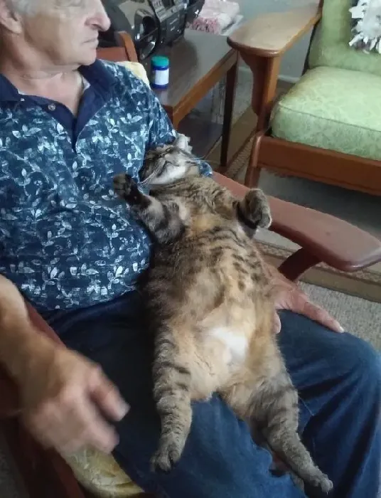 超爱把拔抱抱的猫咪 没有抱到会臭脸一整天 | 猫