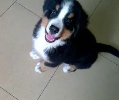伯恩山犬|伯恩山犬一直摇头、口吐白沫的原因