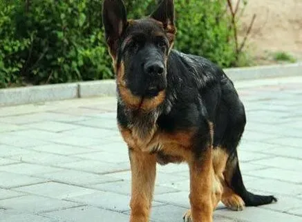 德国牧羊犬|如何喂养好德国牧羊犬是一门学问