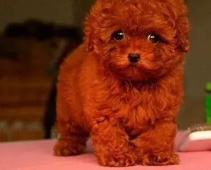 泰迪犬|泰迪犬打完疫苗后有发烧的情况没事吧