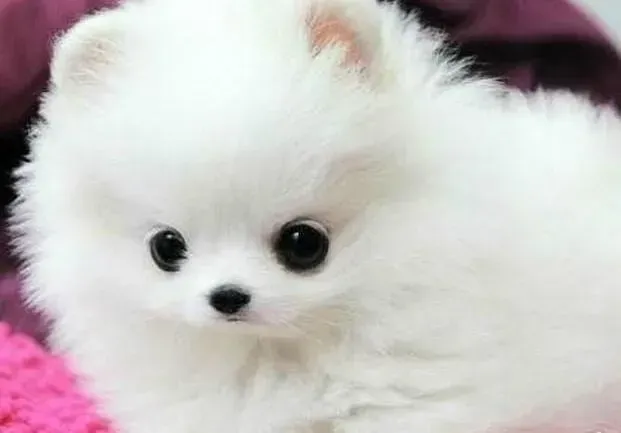 博美犬|面对博美犬挑食行为，我们的对策多
