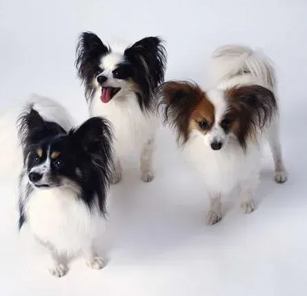蝴蝶犬|生活处处有意外 防止蝴蝶犬意外怀孕的两种避孕措施