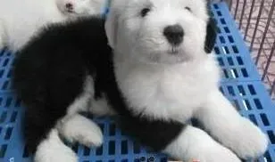 古代牧羊犬|古代牧羊犬最近不拉稀，腹泻应吃什么药物