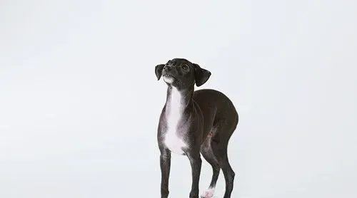怎么样的灵缇犬最好 雄性的理想高度为19~22英寸 | 灵缇犬