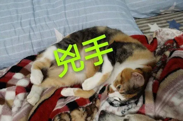 汪星人被喵大人吐了满脸求救 主人傻眼笑喷 | 狗