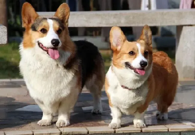 柯基犬|想让柯基犬拥有健康的牙齿要怎样做