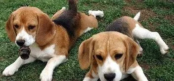 成年比格犬怎么训练 成年比格犬的训练方法 | 比格犬