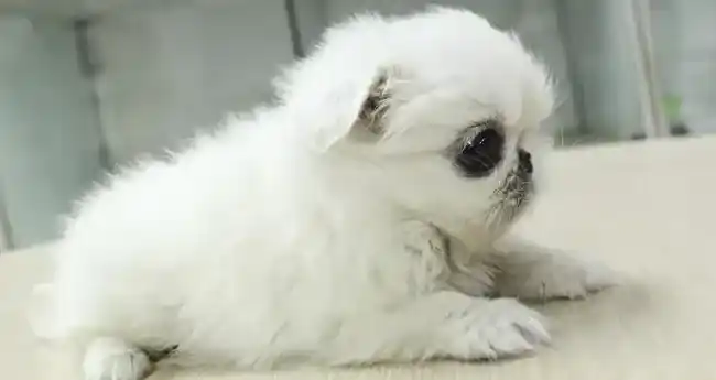 京巴狗|想要让京巴狗变得安静要怎样做