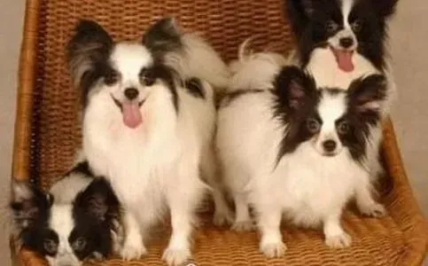 蝴蝶犬|学以致用 轻松挑选到称心满意的蝴蝶犬