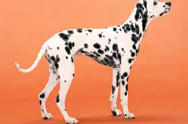 斑点狗|运动好方法之骑脚踏车与斑点狗运动