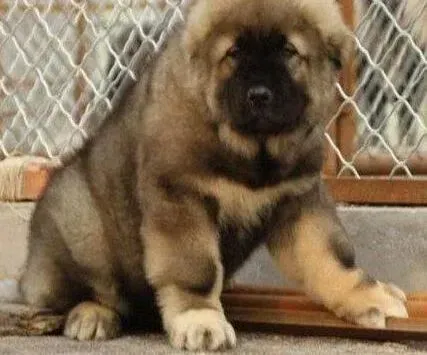 高加索犬|导致高加索犬不吃饭，鼻子发热的原因
